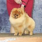 GCH Ballofur’s Here Comes The Sun (Ringo)